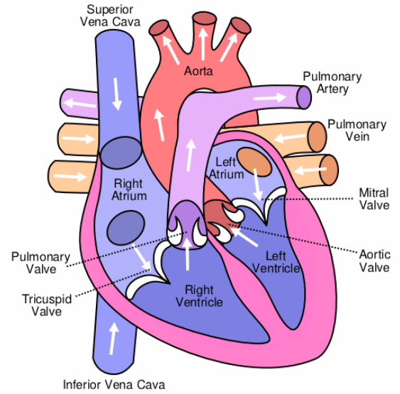 Left Ventricular Function & Geometry 2: LV Geometry image