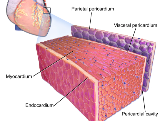 Masses, Pericardial And Myocardial Disease 4: Myocardial Disease image