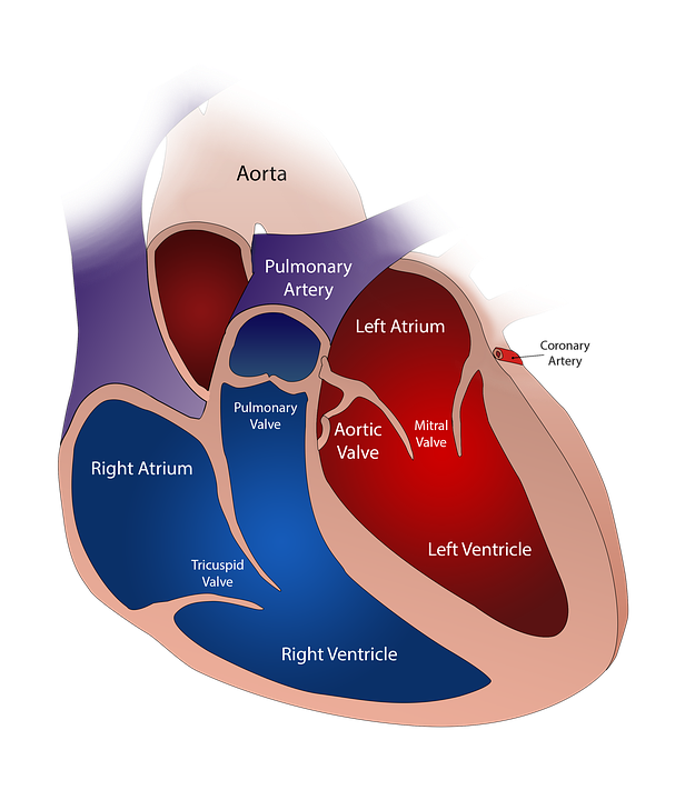 Left Ventricular Function & Geometry 3: Future Approaches image