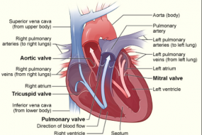 Aortic Valve 3: Aortic Insufficiency image